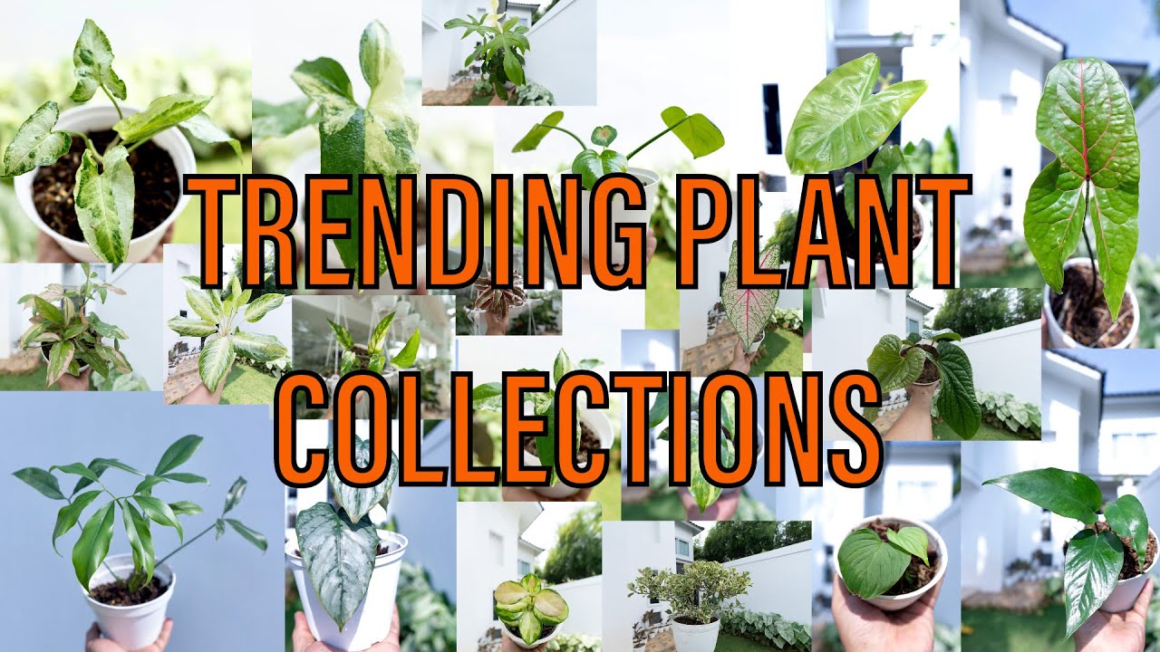 TRENDING PLANT COLLECTIONS YouTube