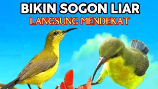 Suara Sogon Betina Birahi Memanggil Jantan Cocok Buat Pikat