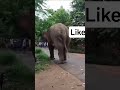 elephant crushing #elephant #wildlife#shortsviral #goat #yts #shorts #trending#viral #crush#nature