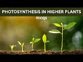 PHOTOSYNTHESIS IN HIGHER PLANTS MCQ | NEET BIOLOGY | CLASS 11 |