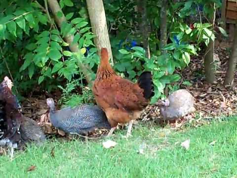 fowl chickens guinea