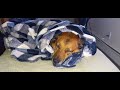 Sleepy Dog Tucked In for Bed 💤  🥶