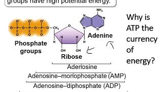 Chapter 6   Metabolism
