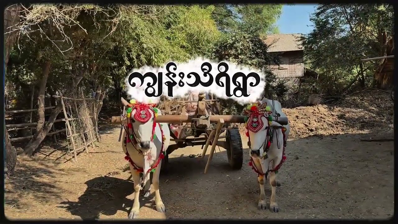 ဧရာဝတီမြစ်တစ်ဖက်ကမ်း ကျွန်းသီရီ ကျေးလက်ရွာလေးရဲ့ သဘာဝ အလှတရားများ…