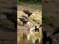 “Eagle vs Crocodile: Epic Aerial Swim Showdown! 🦅🐊 #Shorts”