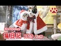 2019.12.25 みゃうの猫日記 【Miaou みゃう】