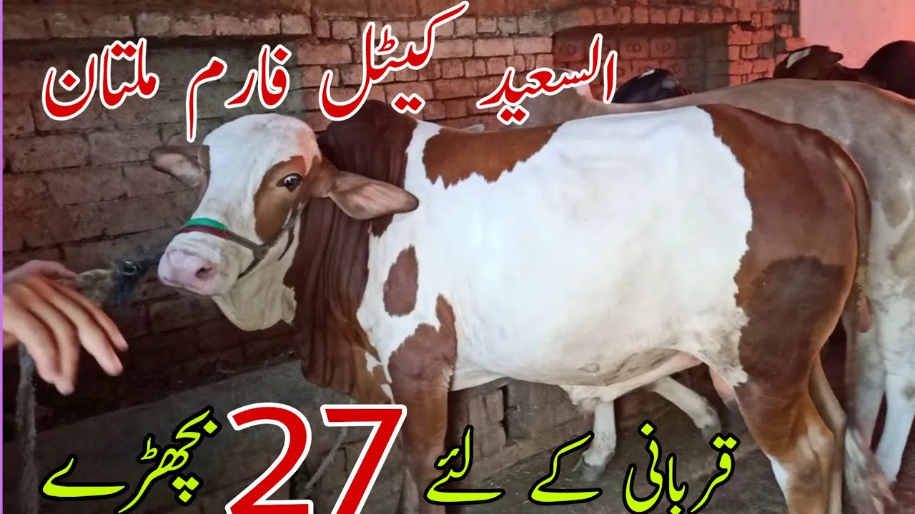 Al Saeed cattle farm Multan khobsorat bachray aur bachriyan for sale ...