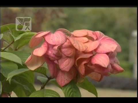 ff38愛神的劍 鳳飛飛 blackjackstory.com @ Rancho Cucamonga Senior Center