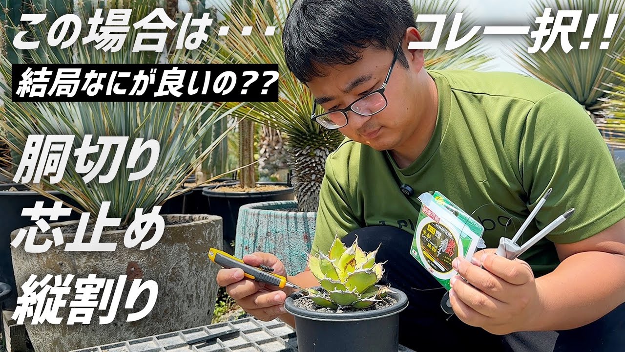 【アガベ】増やしたい株や病気の株は状況に応じてコレがお勧めです!!