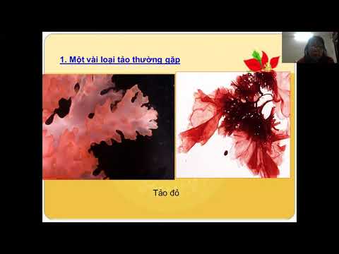 Sinh 6: Tảo