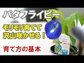 バタフライピーの育て方　栽培　摘芯　ティーの作り方　グリーンカーテンの作り方