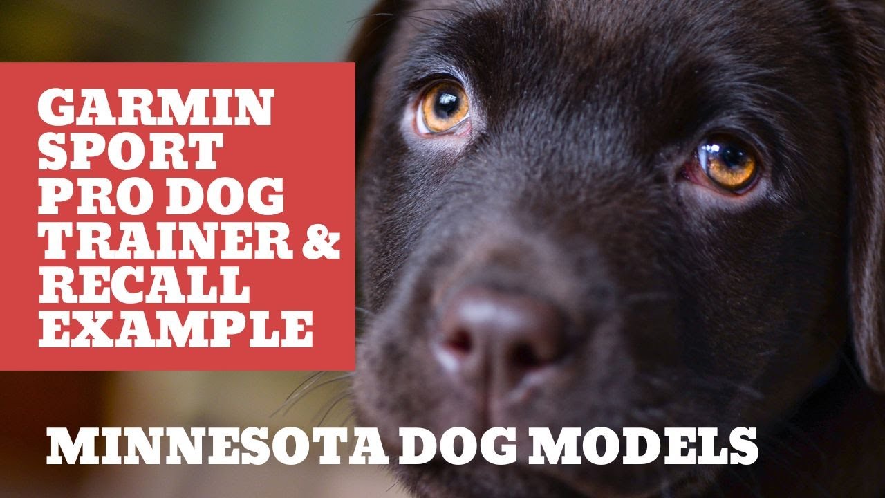 Garmin Sport Pro Dog Trainer & Recall Dog Training 
