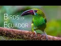 Andean birding adventure upclose encounters  birds of ecuador  part 1