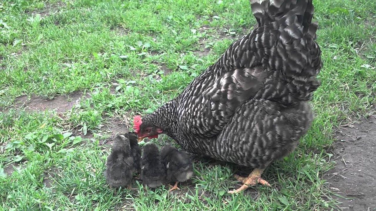 Barred Rock Chicken Mother Hen with baby Chicks - YouTube