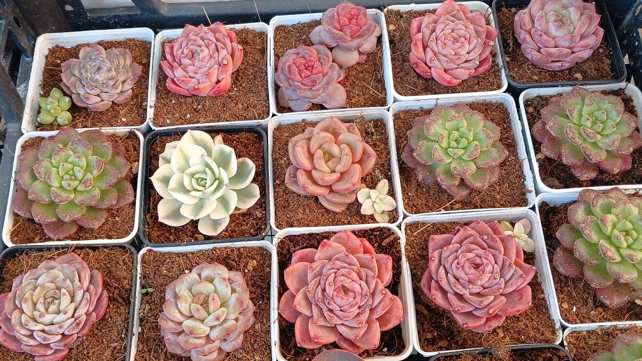 BAHCE CIÇEKLERIM VE HEPSI SATILANLAR