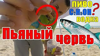 картинка: ЧЕРВЬ для ПЕЛЕНГАСА, ХРАНЕНИЕ червяка НЕРЕИС для пиленгаса  Заспиртованный, ПЬЯНЫЙ ЧЕРВЬ на рыбалку