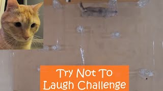 Cats vs Invisible Maze - Try Not To Laugh Challenge😻