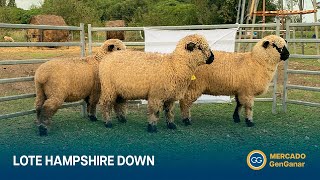 Vídeo: Lote de borregas Hampshire Down PC