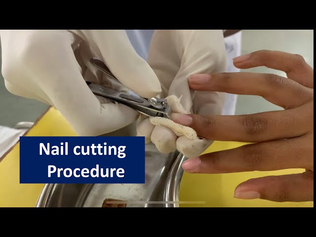 Procedure of cutting the nails. Pug is in the grooming salon with  veterinarian that is in black clothes 8361995 Stock Photo at Vecteezy