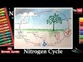 How to draw Nitrogen Cycle Diagram I Easy Way To Draw Biogeochemical Nitrogen Cycle Step by Step
