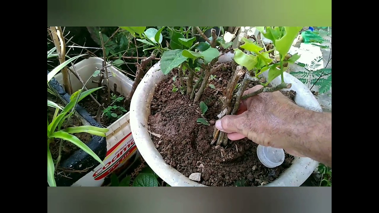 Dicas de clonagem de árvores frutíferas.