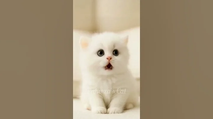 Video 9947941: meow kitten catlover kitty, cats catlover kitten kitties, meow cute kitty catlover, catlover meow kitty funny, kitten cat adorable kitty