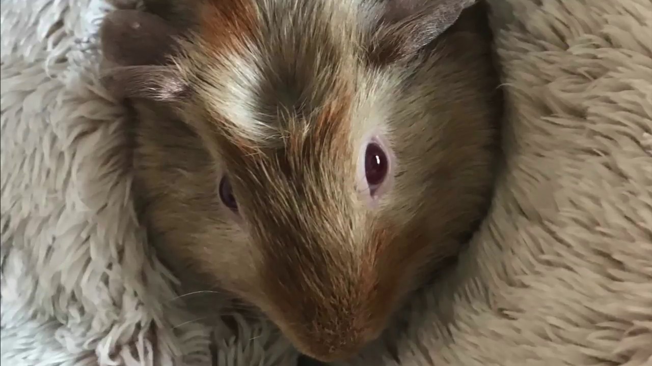 Guinea Pig Adventures of Apricot & Coco YouTube