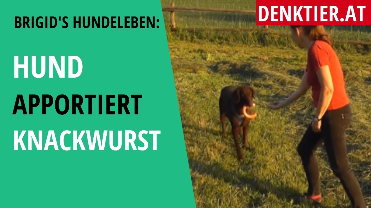 hundetrick hund apportiert knackwurst YouTube