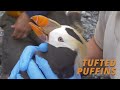 The Tufted Puffins of Destruction Island (Director's Cut)