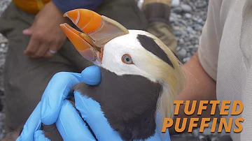 The Tufted Puffins of Destruction Island (Salish Sea Wild)