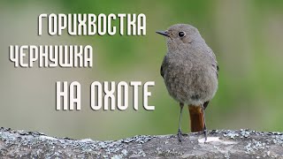 Самка горихвостки-чернушки на охоте