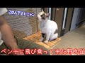ベンチに腰掛けていたら野良猫が隣に座って来た