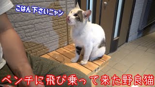 ベンチに腰掛けていたら野良猫が隣に座って来た