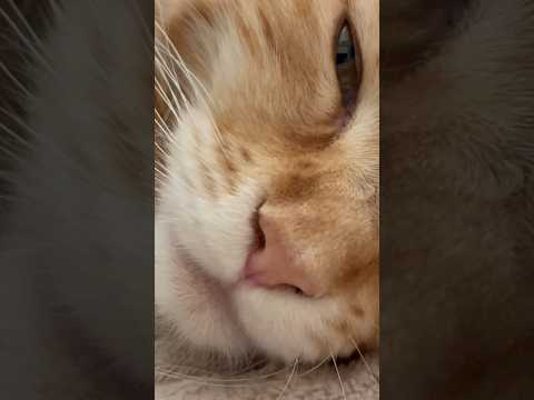 Следишь за мной? #мейнкун #глобальныерекомендации #рекомендации #cat #врек