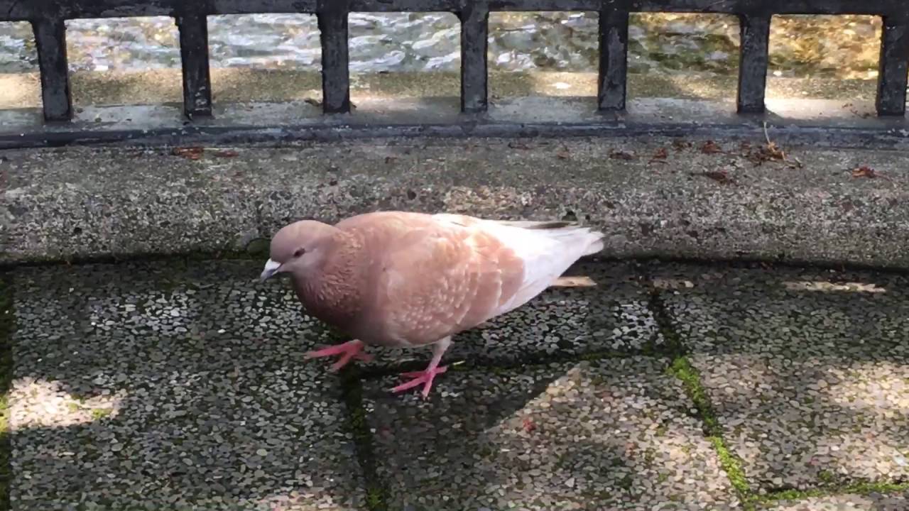 京都の祇園付近にて、ハトのアルビノ?発見 - YouTube