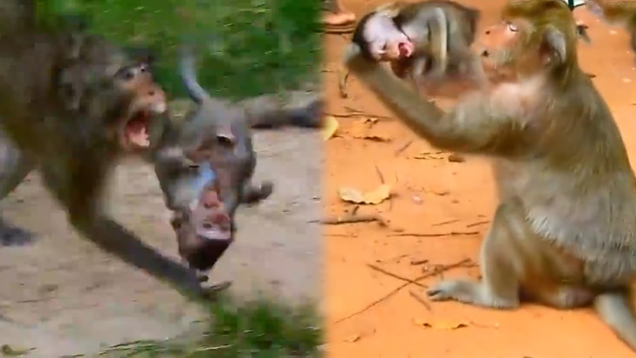 Regarding the social status of monkeys