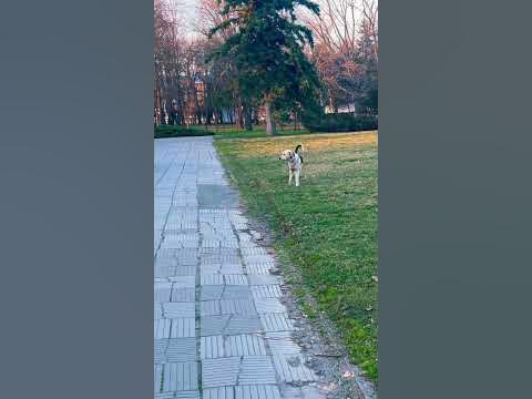 #хитрая #собака - YouTube