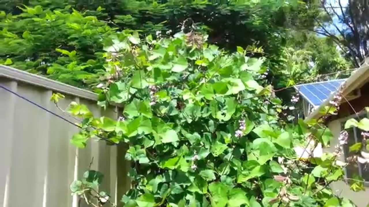 Permaculture And Organic Garden In Brisbane You