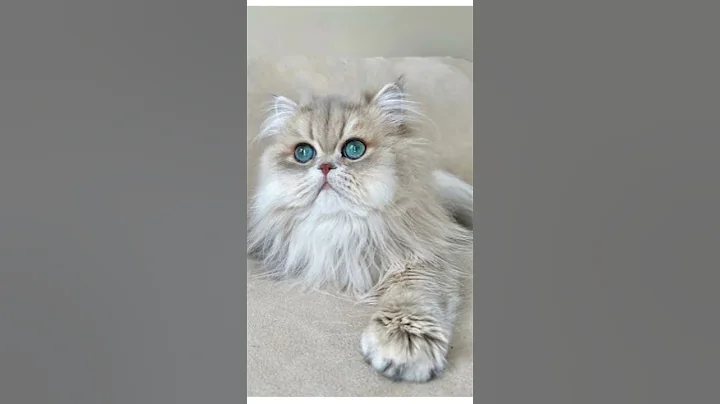 Video 11885981: persian cat