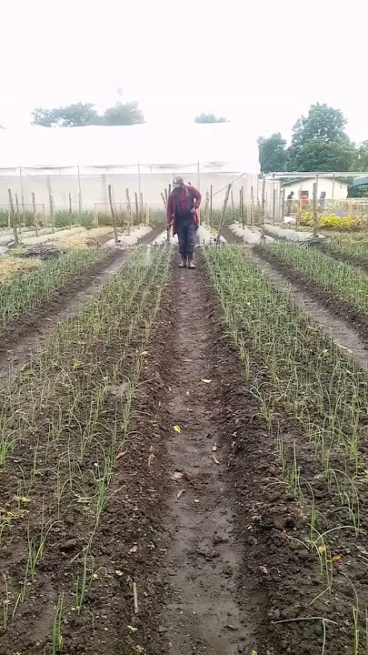 KILIMO CHA VITUNGUU