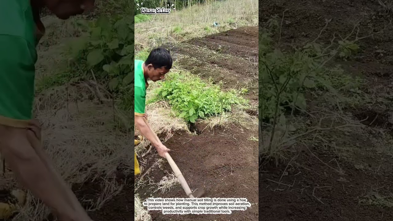 Manual Soil Tilling with a Hoe | Traditional Farming Productivity