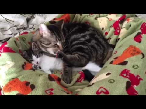 Our male feral cat taking care of his new kitten friend :) 