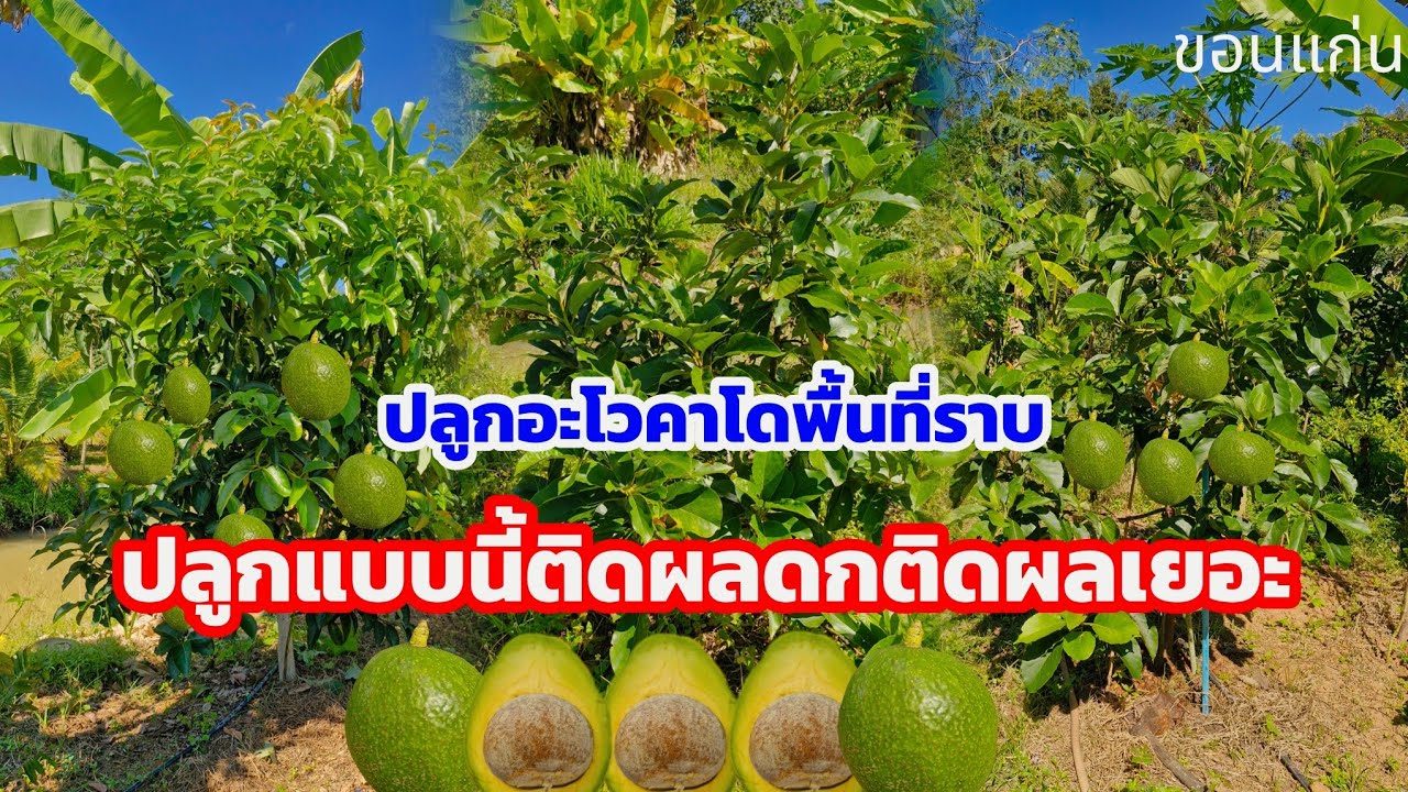ปลูกอะโวคาโดพื้นที่ราบให้ติดผลดีควรปลูกแบบนี้ ติดผลดีติดผลดก | ปลูกอะโวคาโดขอนแก่น