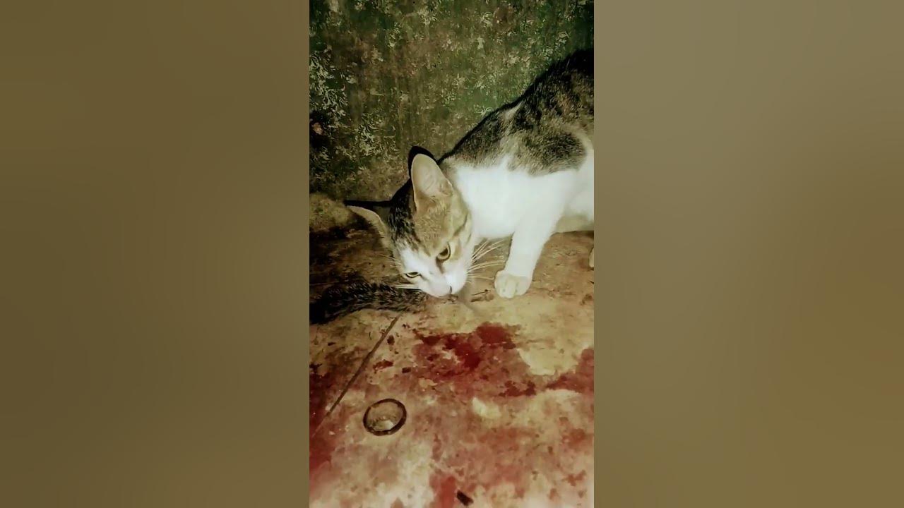 cat 😸 nyt Vibe 😜 part 2 YouTube