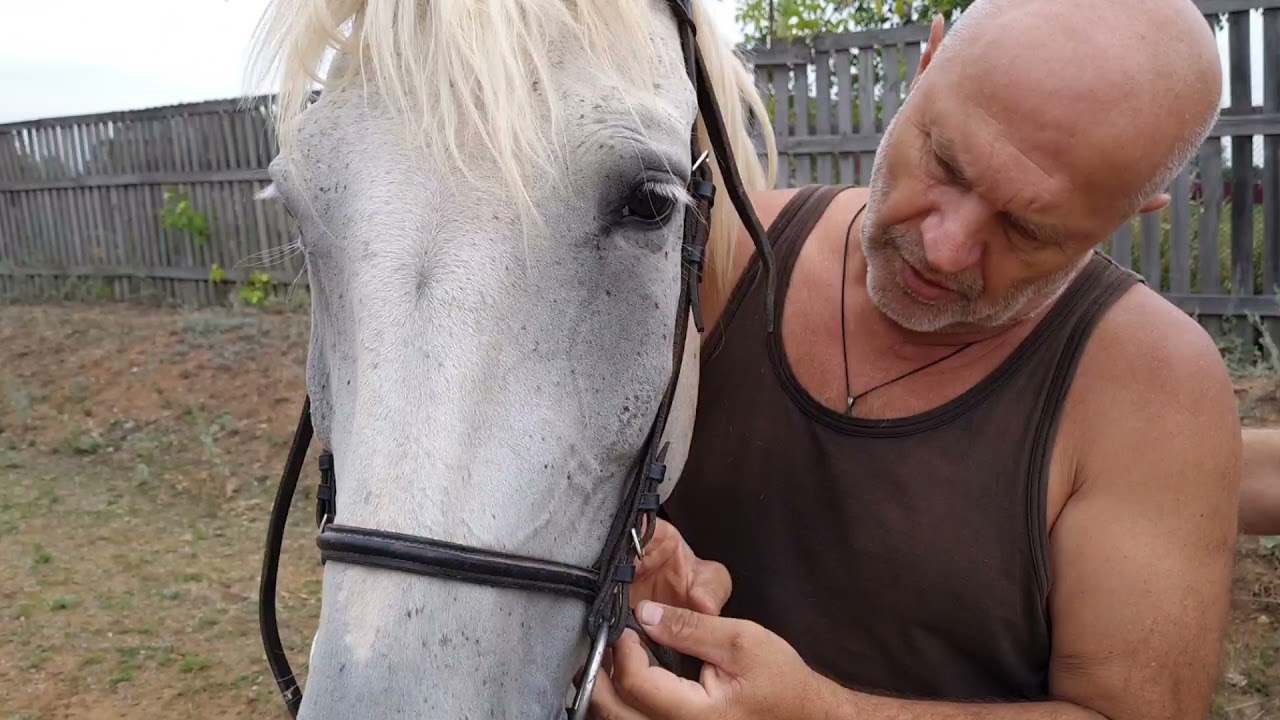 Поездка в Шуран. Лето 2021. Знакомство с лошадьми!