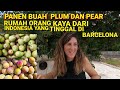 PANEN BUAH PLUM DAN PEAR DARI RUMAH ORANG KAYA INDONESIA DI BARCELONA