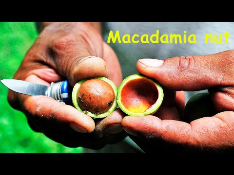 Macadamia самый дорогой орех в мире. Технология выращивания, сбор и переработка ореха макадамия