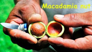 Macadamia самый дорогой орех в мире. Технология выращивания, сбор и переработка ореха макадамия