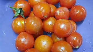زراعة الطماطم الشيري في البيت من البذره