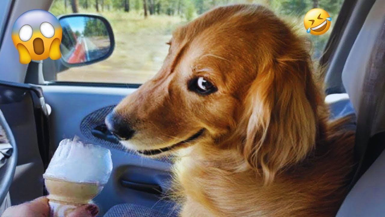 Funny Dog Videos That Will Make You LAUGH OUT LOUD 🐶😂 New Funny Dogs 2024 #9